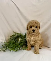 Kyra, a female Poodle - Toy  for sale in Lewisburg, PA – 5 of 7
