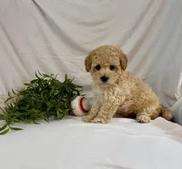 Kobe, a male Poodle - Toy  for sale in Lewisburg, PA – 4 of 7