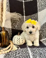 Lola, a female Schnoodle for sale in Lewisburg, PA – 5 of 5