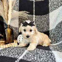 Lacy, a female Schnoodle for sale in Lewisburg, PA – 4 of 7