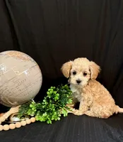 processed/a6748a66-dbb3-4469-9927-27ec21c9f7a4/listing/51ac9860-9e03-4027-a18f-aecdf3809dde/303763ff-ebc5-4f38-bb5b-b149d1468944