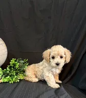 processed/a6748a66-dbb3-4469-9927-27ec21c9f7a4/listing/51ac9860-9e03-4027-a18f-aecdf3809dde/ae3bfcae-6af1-4959-8468-40863fc5b768