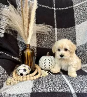 Leo, a male Schnoodle for sale in Lewisburg, PA – 4 of 5