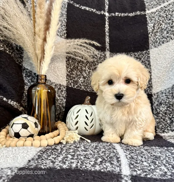 Leo – Schnoodle puppy for sale in Lewisburg, PA
