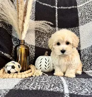 Leo, a male Schnoodle for sale in Lewisburg, PA – 1 of 5