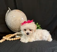 processed/a6748a66-dbb3-4469-9927-27ec21c9f7a4/listing/589ac1bb-c16d-48ab-ac7a-ac09edc412e2/5124d650-5b73-4daa-92e8-30707535a2fc