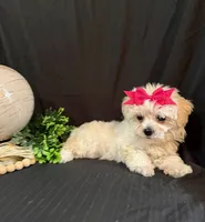 processed/a6748a66-dbb3-4469-9927-27ec21c9f7a4/listing/589ac1bb-c16d-48ab-ac7a-ac09edc412e2/ae3b18b2-9f6c-435c-aa7b-595149f37fd9