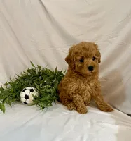 Kylo, a male Poodle - Toy  for sale in Lewisburg, PA – 3 of 7