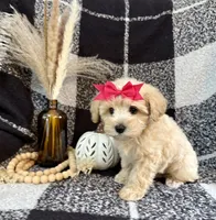 Lucy, a female Schnoodle for sale in Lewisburg, PA – 4 of 5