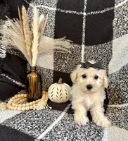 Lacy, a female Schnoodle for sale in Lewisburg, PA – 5 of 7