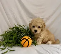Kade, a male Poodle - Toy  for sale in Lewisburg, PA – 3 of 5