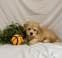 Kade, a male Poodle - Toy  for sale in Lewisburg, PA – 2 of 5