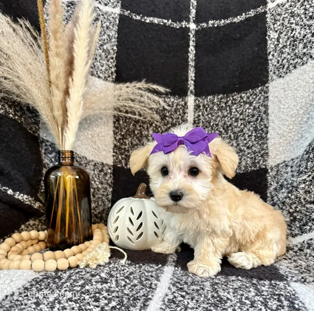 Lexi – Schnoodle puppy for sale in Lewisburg, PA