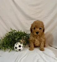 Kylo, a male Poodle - Toy  for sale in Lewisburg, PA – 6 of 7