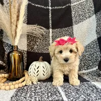 Lucy, a female Schnoodle for sale in Lewisburg, PA – 5 of 5