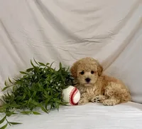 Kobe, a male Poodle - Toy  for sale in Lewisburg, PA – 2 of 7