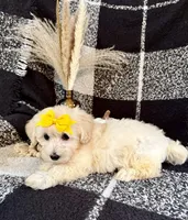 Lola, a female Schnoodle for sale in Lewisburg, PA – 2 of 5