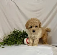 Kobe, a male Poodle - Toy  for sale in Lewisburg, PA – 3 of 7