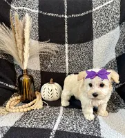 Lexi, a female Schnoodle for sale in Lewisburg, PA – 2 of 4