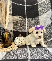 Lexi, a female Schnoodle for sale in Lewisburg, PA – 4 of 4