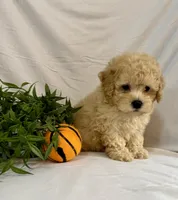Kade, a male Poodle - Toy  for sale in Lewisburg, PA – 5 of 5