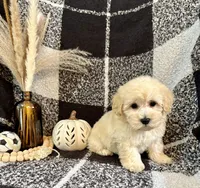 Leo, a male Schnoodle for sale in Lewisburg, PA – 3 of 5