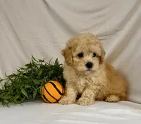 Kade, a male Poodle - Toy  for sale in Lewisburg, PA – 4 of 5