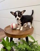 Jamie, a male Chihuahua for sale in Lewisburg, PA – Photo 4 of 6