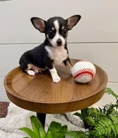 Jamie, a male Chihuahua for sale in Lewisburg, PA – Photo 1 of 6