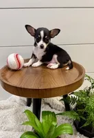 Jamie, a male Chihuahua for sale in Lewisburg, PA – Photo 3 of 6