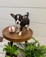 Jamie, a male Chihuahua for sale in Lewisburg, PA – Photo 6 of 6