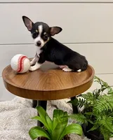 Jamie, a male Chihuahua for sale in Lewisburg, PA – Photo 2 of 6