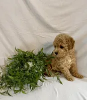 Kyra, a female Poodle - Toy  for sale in Lewisburg, PA – 3 of 7