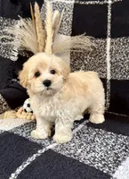 Leo, a male Schnoodle for sale in Lewisburg, PA – 2 of 5