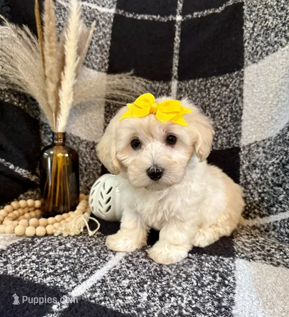 Lola – Schnoodle puppy for sale in Lewisburg, PA