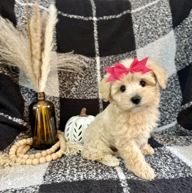 Lucy – Schnoodle puppy for sale in Lewisburg, PA