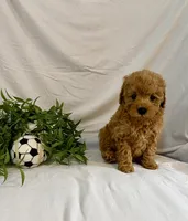 Kylo, a male Poodle - Toy  for sale in Lewisburg, PA – 7 of 7