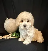 processed/a6748a66-dbb3-4469-9927-27ec21c9f7a4/listing/b39ba735-4b61-40c5-9907-de6dda4058c7/9fe7e8ff-563a-44e9-b8b8-4c424f53153c