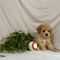 Kobe, a male Poodle - Toy  for sale in Lewisburg, PA – 6 of 7