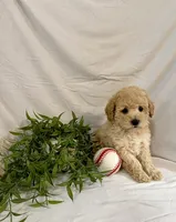 Kobe, a male Poodle - Toy  for sale in Lewisburg, PA – 7 of 7