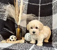 Leo, a male Schnoodle for sale in Lewisburg, PA – 5 of 5
