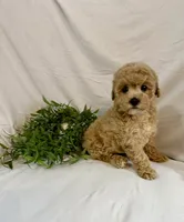 Kyra, a female Poodle - Toy  for sale in Lewisburg, PA – 7 of 7