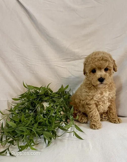 Kyra – Poodle - Toy  puppy for sale in Lewisburg, PA