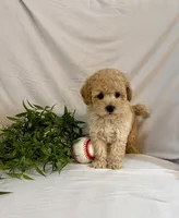 Kobe, a male Poodle - Toy  for sale in Lewisburg, PA – 5 of 7