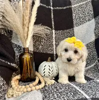 Lola, a female Schnoodle for sale in Lewisburg, PA – 4 of 5