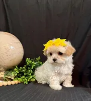 processed/a6748a66-dbb3-4469-9927-27ec21c9f7a4/listing/d7a37798-11fd-4cac-bd60-6147bc8dd463/5a1d38b9-2e6f-41d8-83ed-484f4ca93ea8