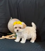 processed/a6748a66-dbb3-4469-9927-27ec21c9f7a4/listing/d7a37798-11fd-4cac-bd60-6147bc8dd463/6a9490d1-6e55-44f6-add5-0043fa56c2b3