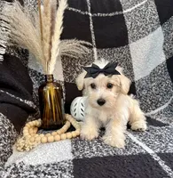 Lacy, a female Schnoodle for sale in Lewisburg, PA – 1 of 7
