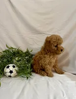 Kylo, a male Poodle - Toy  for sale in Lewisburg, PA – 2 of 7