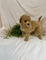 Kyra, a female Poodle - Toy  for sale in Lewisburg, PA – 2 of 7